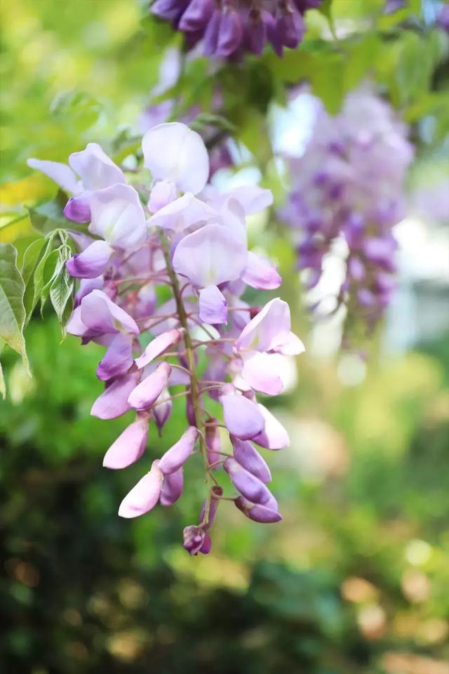 紫藤花的花语浔情四月的花仙子出场咯紫藤花来了