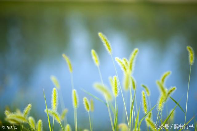 讚美小草的詩句-七律「青青河邊草」 - 雲林新聞勵志網