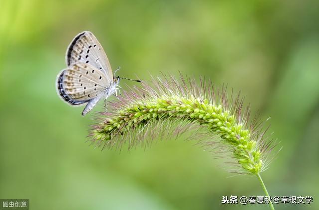 讚美小草的詩句-七律·狗尾巴草 - 雲林新聞勵志網