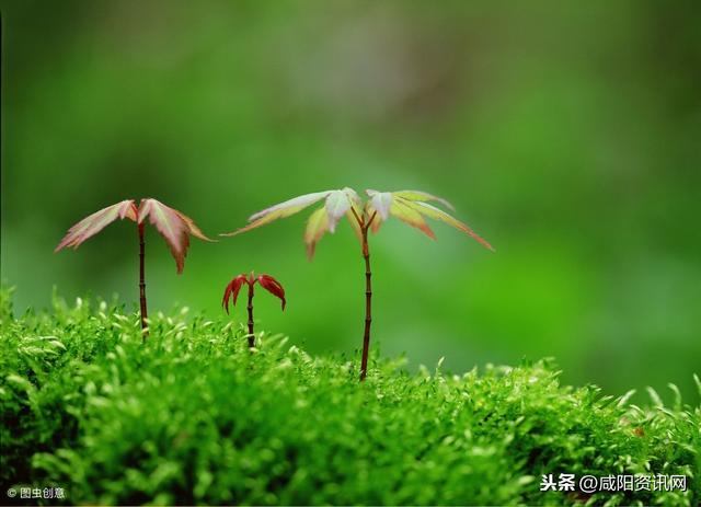 讚美小草的句子-小草也是一種美 - 雲林新聞勵志網