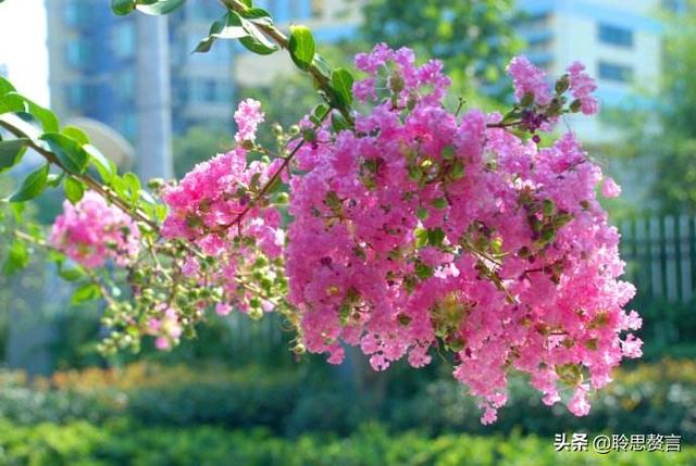 讚美花的詩紫薇花詩詞精選一十六首曉迎秋露一枝新不佔園中最上春