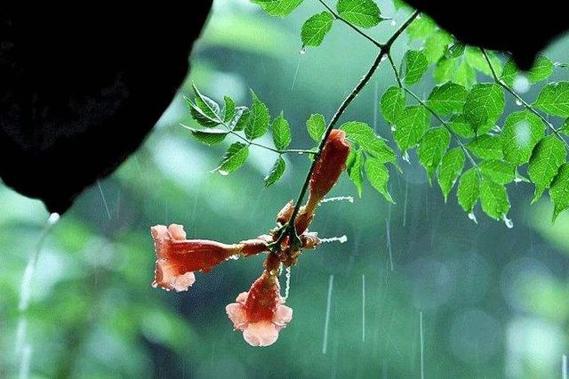 讚美春雨的詩句詩詞鑑賞一場春雨一首詩詩裡的春雨有著別樣的意蘊