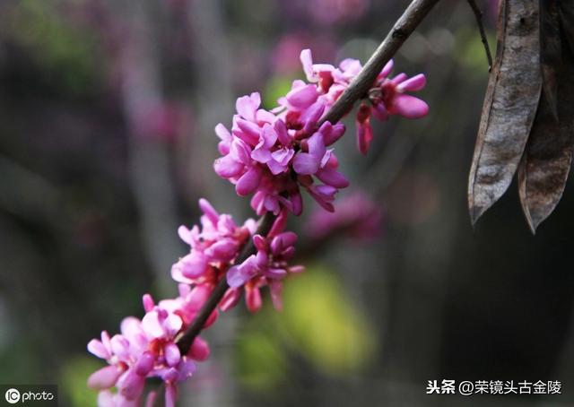 紫荊花詩句南京紫荊花開春滿枝椏