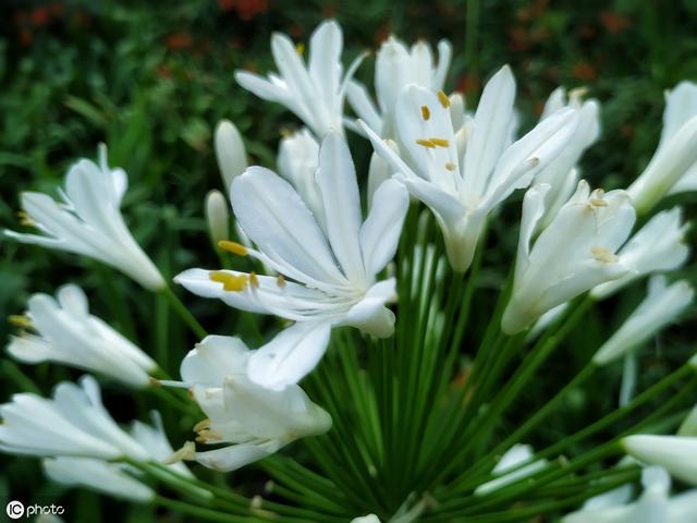 百合花花語百子蓮又叫非洲藍百合花有浪漫的愛情的花語