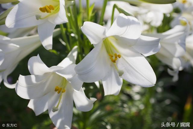 百合花的诗句百合花尔丛香百合一架粉长春