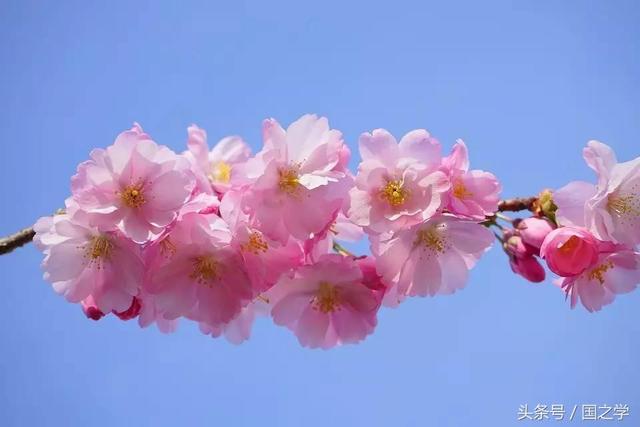 形容櫻花的成語記住這十首絕美櫻花詩這個春天與櫻花和詩詞相約