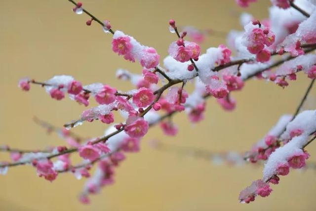 讚美梅花的古詩一樹梅花詩千首建議孩子們寒假晨讀晚誦的30首詠梅詩詞