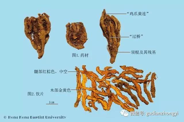 啞巴吃黃連歇後語啞巴吃了有苦說不清的黃連卻能把你的病清了